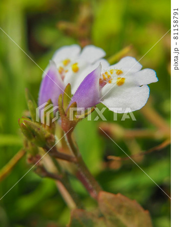 荒川河川敷に咲くトキワハゼ 81158791