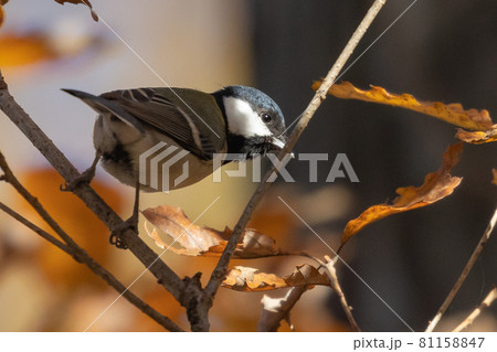 胸のネクタイが可愛らしい身近な野鳥 シジュウカラ 胸のネクタイが可愛らしい身近な野鳥 シジュウカラ 81158847
