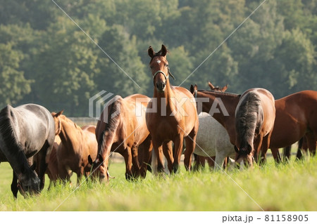 Mares in the meadow during sunrise 81158905