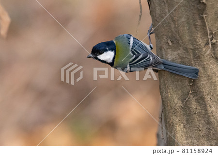 胸のネクタイが可愛らしい身近な野鳥 シジュウカラ 胸のネクタイが可愛らしい身近な野鳥 シジュウカラ 81158924