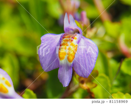 荒川河川敷に咲くムラサキサギゴケ 81158969