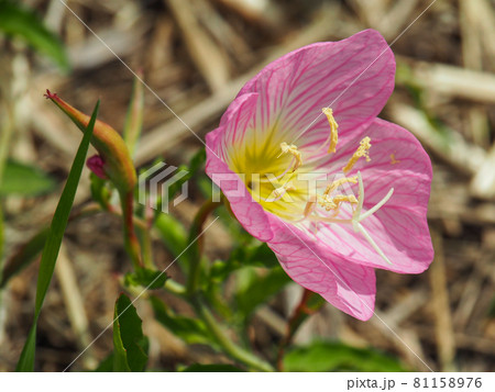 荒川河川敷に咲くヒルザキツキミソウ 荒川河川敷に咲くヒルザキツキミソウ 81158976