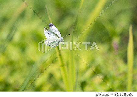 ひらひらと舞う白い妖精 モンシロチョウ ひらひらと舞う白い妖精 モンシロチョウ 81159036