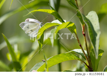 ひらひらと舞う白い妖精 モンシロチョウ ひらひらと舞う白い妖精 モンシロチョウ 81159081