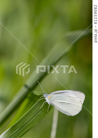 ひらひらと舞う白い妖精 モンシロチョウ ひらひらと舞う白い妖精 モンシロチョウ 81159082
