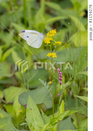 ひらひらと舞う白い妖精　モンシロチョウ 81159276