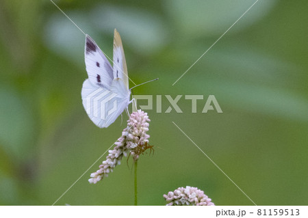ひらひらと舞う白い妖精　モンシロチョウ 81159513