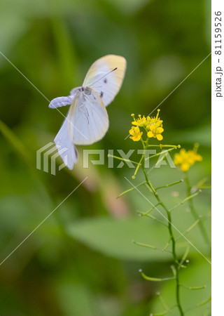 ひらひらと舞う白い妖精　モンシロチョウ 81159526