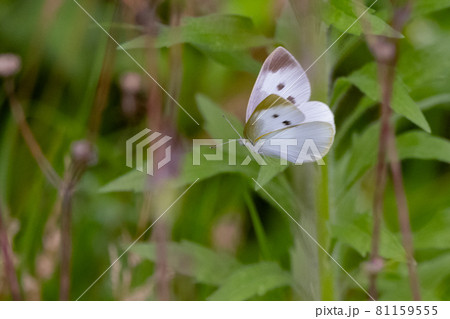 ひらひらと舞う白い妖精　モンシロチョウ 81159555