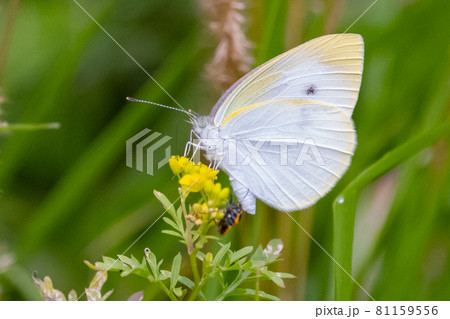 ひらひらと舞う白い妖精　モンシロチョウ 81159556
