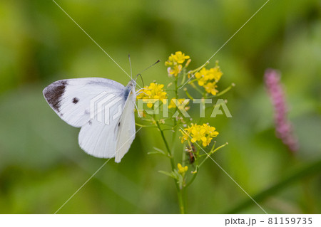 ひらひらと舞う白い妖精　モンシロチョウ 81159735