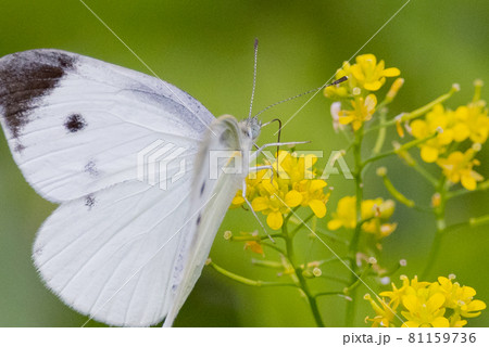 ひらひらと舞う白い妖精　モンシロチョウ 81159736