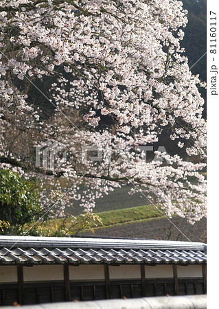 清普寺の桜 81160117