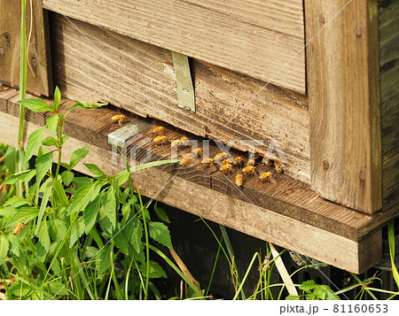 巣箱に出入りするミツバチ 巣箱に出入りするミツバチ 81160653
