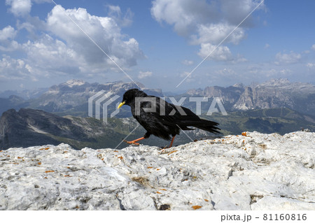 croak black bird in dolomites mountains 81160816