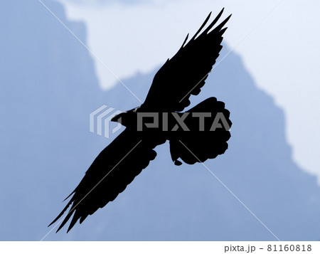 crow raven black bird silhouette in dolomites mountains 81160818