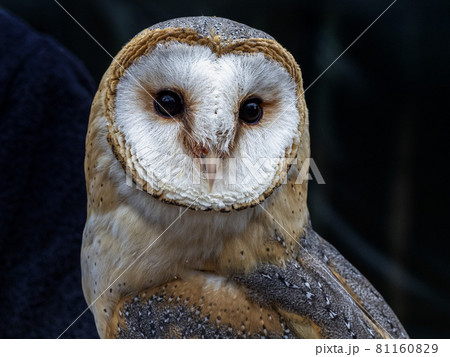 barn owl bird of prey close up portrait barn owl bird of prey close up portrait 81160829