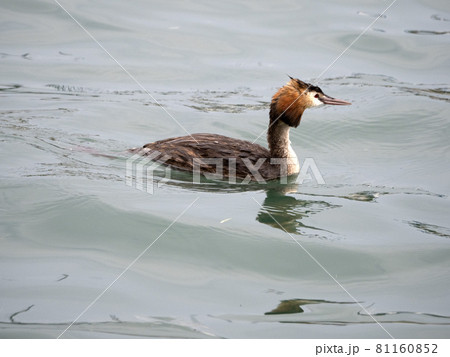 Grebe bird while swimming in garda lake 81160852