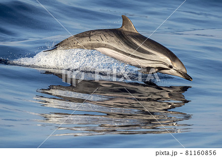 striped dolphin jumpin striped dolphin jumpin 81160856