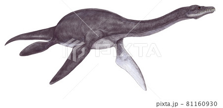 プレシオサウルス　ジュラ紀前期に生息していた小型の首長竜の仲間　名前は『爬虫類に近似した』という意味 81160930
