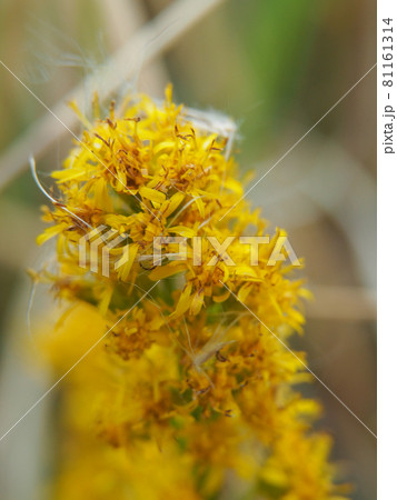 荒川河川敷に咲くアキノキリンソウ 81161314