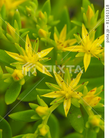 荒川河川敷に咲くツルマンネングサ 荒川河川敷に咲くツルマンネングサ 81161318