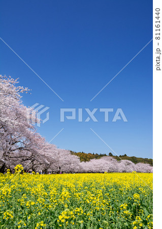 菜の花畑と桜並木　宮崎県西都原 81161440