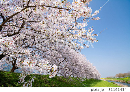 草原と桜並木　流川　福岡県 81161454