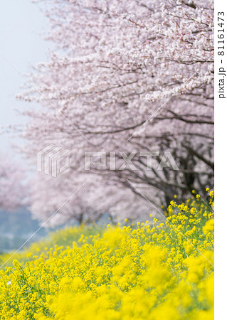 菜の花と桜並木 草場川 福岡県 菜の花と桜並木 草場川 福岡県 81161473