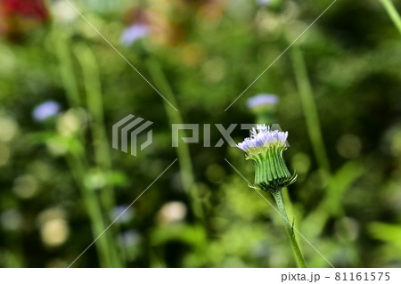 カカリアの花の写真素材