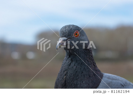 Young blue pigeon in the city autumn park close-up Young blue pigeon in the city autumn park close-up 81162194