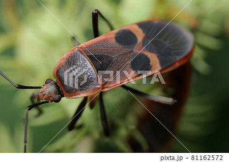 人の顔に見えるオオホシカメムシ 81162572