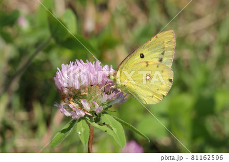 モンキチョウ 81162596