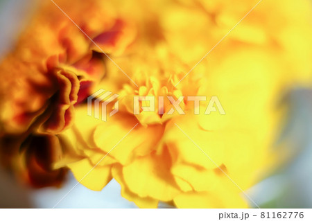 Blurred background - yellow and brown marigolds flowers, selective focus. Blurred background - yellow and brown marigolds flowers, selective focus. 81162776