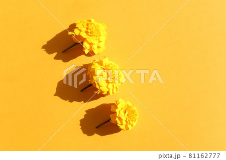 Three yellow marigolds flowers on yellow background with shadow. Mockup, closeup. Flower line borde. Cosmetics product advertising backdrop.Top view, copy space, flatlay. Empty space 81162777