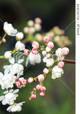 Macro view of white and pink flowers on a dropwort Macro view of white and pink flowers on a dropwort 81162849