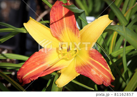Top view of a yellow daylily growing in the garden 81162857