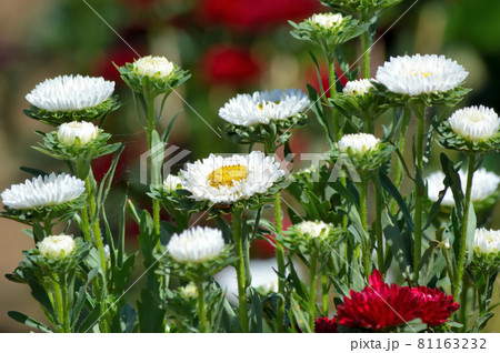 白いヒナギク。 81163232