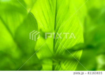 Closeup nature view of Green leaf in garden at summer under sunlight. Natural green plants landscape using as a background or wallpaper. 81163835