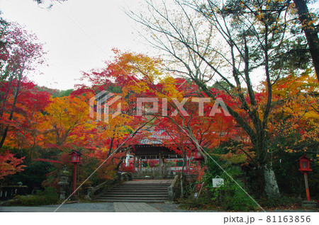 鍬山神社 夕暮れの紅葉 鍬山神社 夕暮れの紅葉 81163856