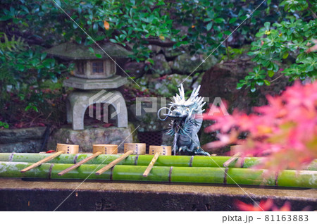 鍬山神社　夕暮れの紅葉 81163883