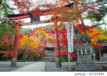 鍬山神社　夕暮れの紅葉 81163884
