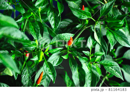 SEREMBAN, MALAYSIA -OCTOBER 01, 2016: Capsicum also known as peppers. Often used as an ingredient in the cuisine of Southeast Asia. 81164183