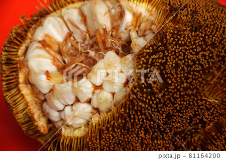SEREMBAN, MALAYSIA -OCTOBER 01, 2016: Tarap fruit is a exotic tropical fruit normally grow in Borneo Malaysia. Scientific name is Artocarpus odoratissimus 81164200
