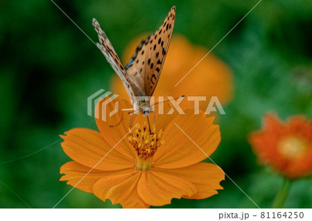 ツマグロヒョウモン♂の吸蜜 ツマグロヒョウモン♂の吸蜜 81164250