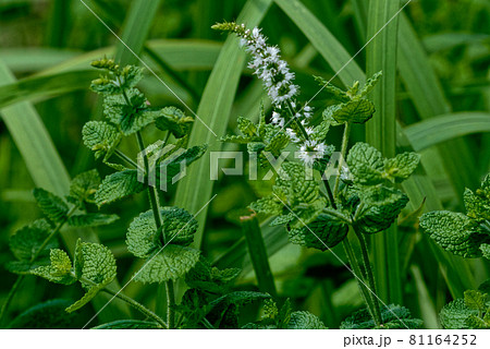 ペパーミントの花の写真素材