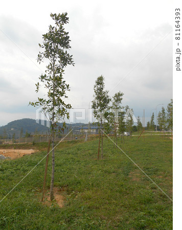 SEREMBAN, MALAYSIA -OCTOBER 3, 2016: Trees planted during landscape work. SEREMBAN, MALAYSIA -OCTOBER 3, 2016: Trees planted during landscape work. 81164393