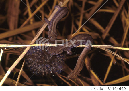 キタサンショウウオ 卵嚢と雄 キタサンショウウオ 卵嚢と雄 81164660
