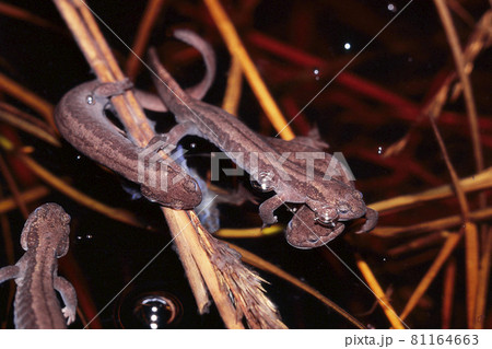 産卵の為に集まったキタサンショウウオ 81164663