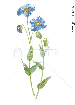 青いケシの花　2本 81164976